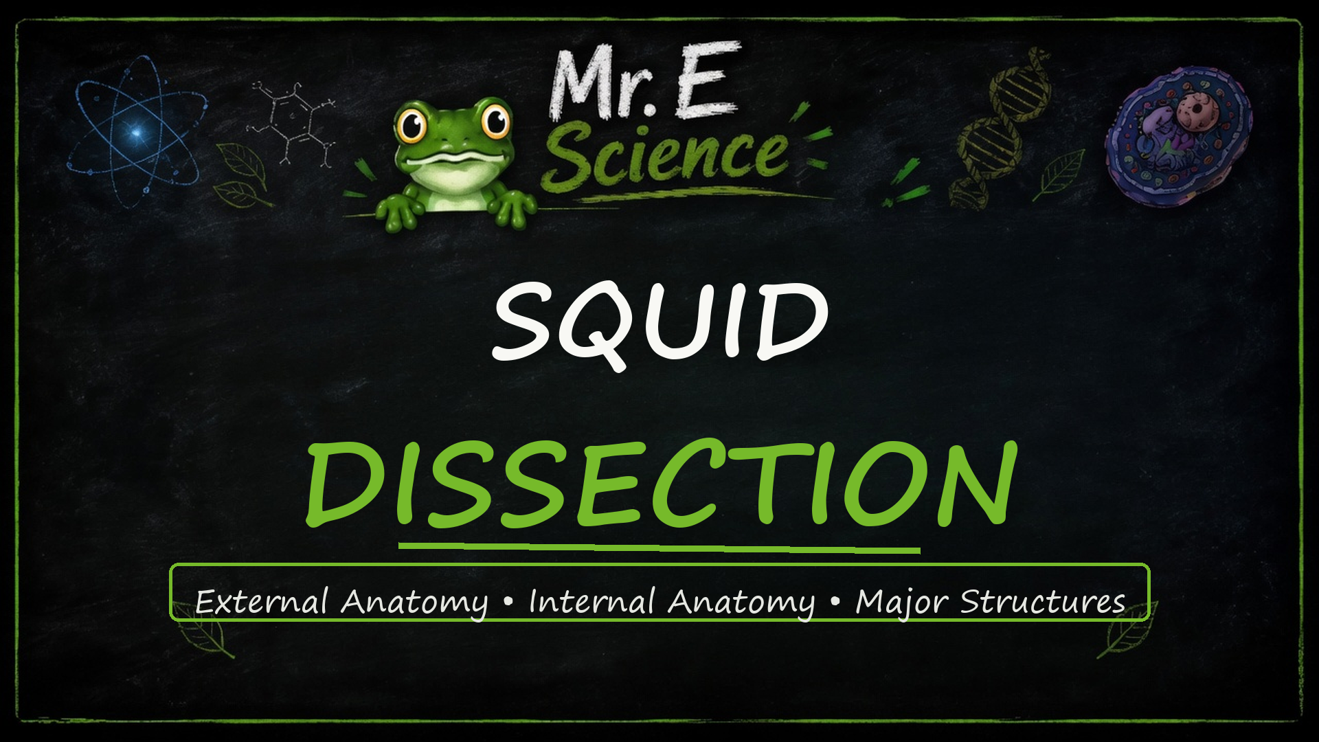 Squid Dissection